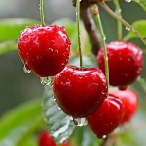 Red Cherry Fruit- 200gm